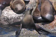 Monterey Whale Watching Tour thumbnail 6