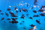 Waikiki Snorkel Tour at Turtle Canyon 2 hr thumbnail 4
