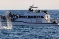 Newport Beach Whale Watching Catamaran Cruise thumbnail 1