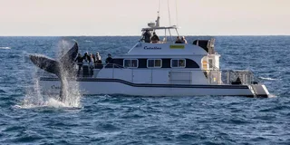 Newport Beach Whale Watching Catamaran Cruise