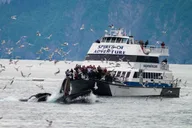 Seward Kenai Fjords National Park Glacier Cruise thumbnail 3