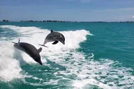 Clearwater Beach Dolphin Excursion 1.5 hr thumbnail 5