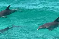 Florida Dolphin Tour 2 hr thumbnail 6