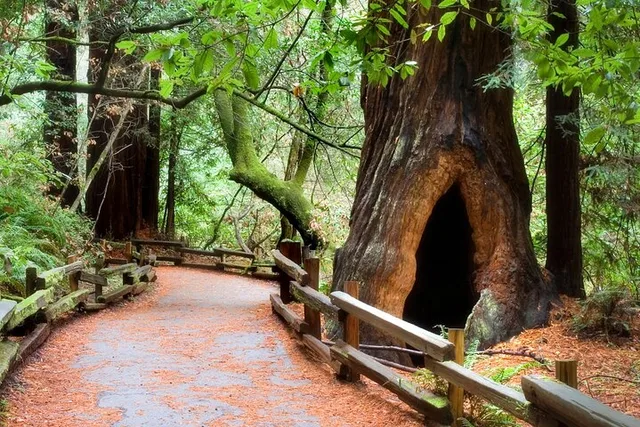 San Francisco Muir Woods Shuttle Tour - Image 6