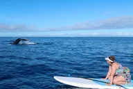 Maui Paddleboard Whale Watch thumbnail 6