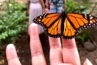 Maui Butterfly Farm Tour thumbnail 1