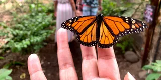 Maui Butterfly Farm Tour