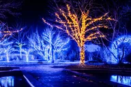 Cookeville Christmas Lights Tour in RoadStallion thumbnail 5