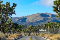 Las Vegas Grand Canyon West Rim and Joshua Tree Tour thumbnail 6