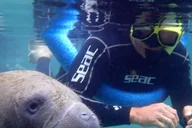 Crystal River Manatee Snorkel Tour with Photographer 3 hr thumbnail 1