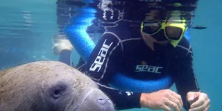 Crystal River Manatee Snorkel Tour with Photographer 3 hr