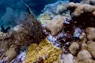 Key West Scuba Diving Refresher Course thumbnail 3