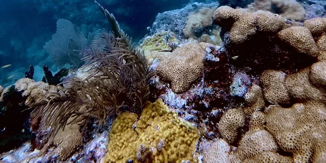 Key West Scuba Diving Refresher Course - Image 3
