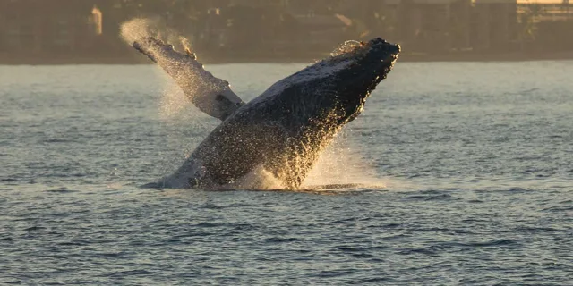 Maui Whale Watching Sail & Lunch - Image 4