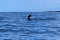 Kailua-Kona Dolphin Watch and Snorkel Tour thumbnail 3