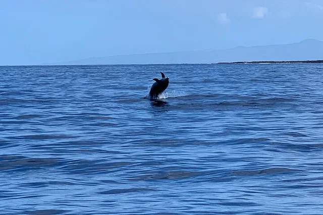 Kailua-Kona Dolphin Watch and Snorkel Tour - Image 3