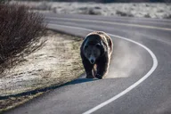 Jackson Grand Teton National Park Tour thumbnail 3