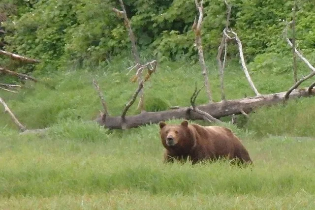 Juneau Bear Viewing at Pack Creek 6 hr - Image 4