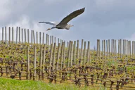 Portland Willamette Valley Wine Tour thumbnail 1