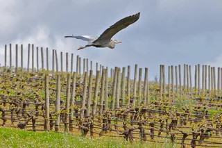 Portland Willamette Valley Wine Tour