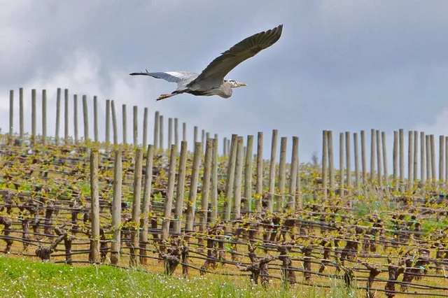 Portland Willamette Valley Wine Tour - Image 1