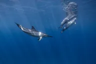 Waikiki Turtle Canyon Snorkel & Cruise thumbnail 6