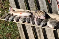 Jacksonville Fishing Charter thumbnail 5