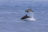 San Diego Bay to Ocean Bike Tour thumbnail 6