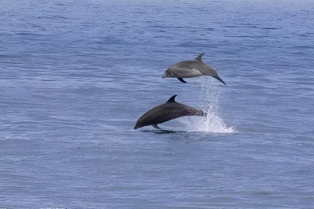 San Diego Bay to Ocean Bike Tour - Image 6