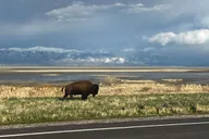 Salt Lake City Private Tour of Bonneville Salt Flats and Antelope Island thumbnail 4