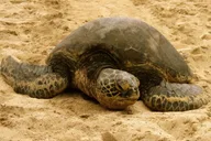 Oahu Circle Island Tour thumbnail 2