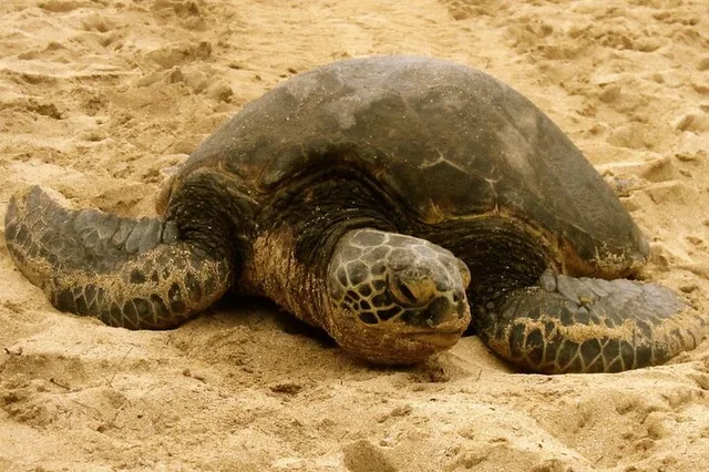 Oahu Circle Island Tour - Image 2