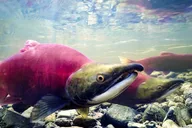 Sitka Wildlife Film Experience with Q&A 45 min thumbnail 3