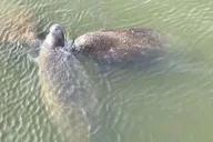 Cocoa Beach Dolphin and Wildlife Tour thumbnail 5