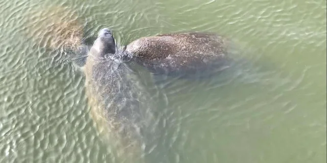 Cocoa Beach Dolphin and Wildlife Tour - Image 5