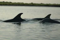 Charleston Kayak Tour with Dolphins in Shem Creek thumbnail 3