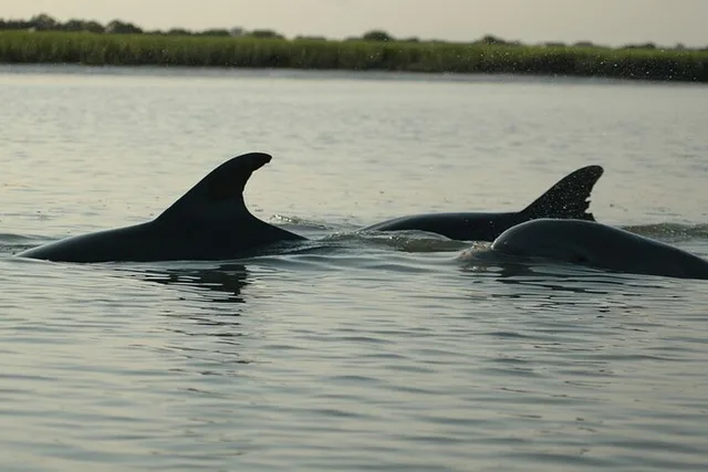 Charleston Kayak Tour with Dolphins in Shem Creek - Image 3