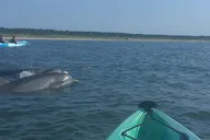 Virginia Beach Dolphin Kayak Eco-Tour thumbnail 6