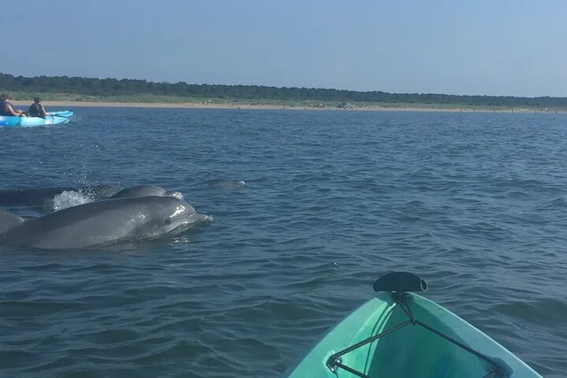 Virginia Beach Dolphin Kayak Eco-Tour - Image 6