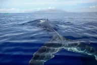 Maui Kayak and Whale Watching Tour 3 hr thumbnail 2