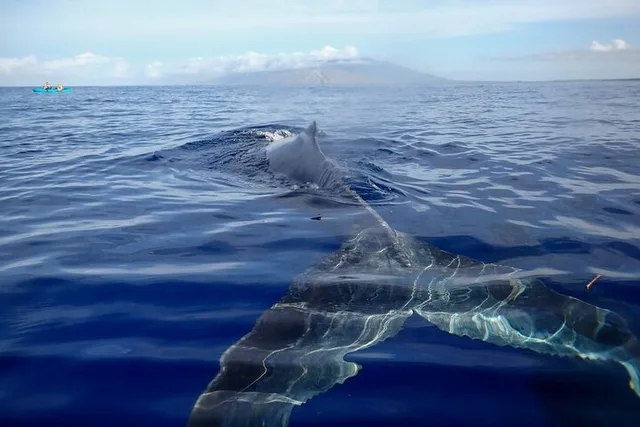 Maui Kayak and Whale Watching Tour 3 hr - Image 2