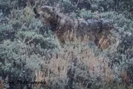 Yellowstone Private Guided Car Tour with Lunch thumbnail 1