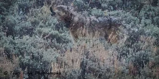 Yellowstone Private Guided Car Tour with Lunch