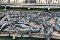 Orlando Gatorland Zipline Adventure 1.5 hr thumbnail 3