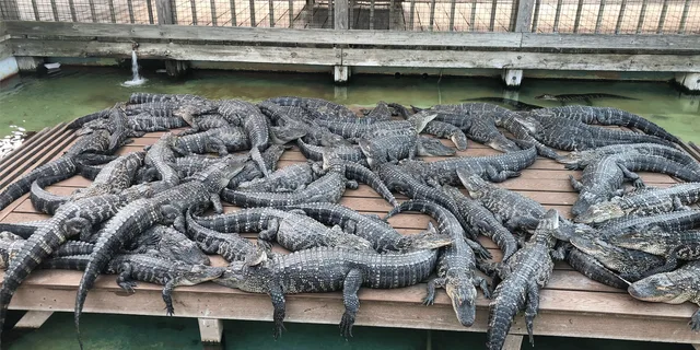 Orlando Gatorland Zipline Adventure 1.5 hr - Image 3