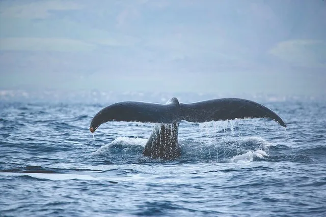 Ma'alaea Humpback Whale Watching Cruise 2 hr - Image 6