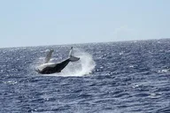 Honolulu Whale Watching Cruise thumbnail 3