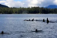 Ketchikan Snorkeling Adventure at Mountain Point thumbnail 1