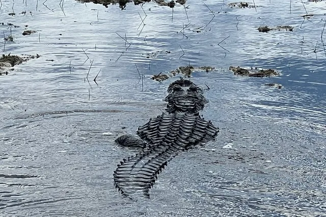 Fort Lauderdale Airboat Tour in the Everglades 2 hr - Image 3