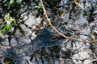 Orlando Florida Everglades Airboat Tour 1.5 hr thumbnail 2